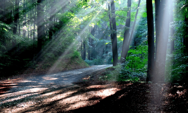 Leaf forest