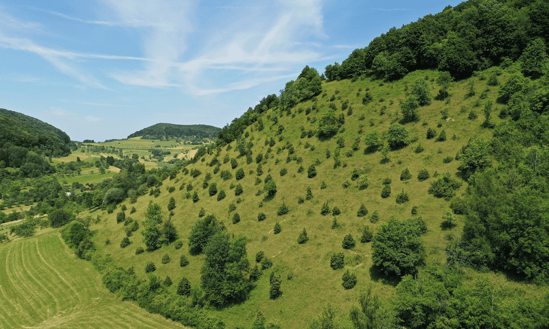 Hillside